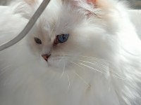 BLH golden point full şecereli british longhair