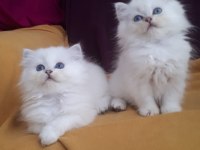 British longhair safkan disi erkek yavrularimiz