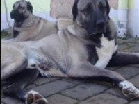 Sivas merkez kangal üretim çiftliği