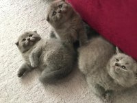 scottish fold kız ve erkek son 2 yavru