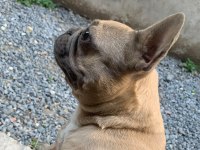 1 YAŞINDA FRANSIZ BULLDOG