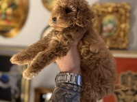 ORJİNAL TOY POODLE IRK GARANTİLİ