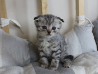 4 adet birbirinden güzel scottish fold yavruları