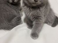2 Aylık 3 Adet Dişi BritishShorthair