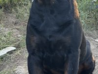 A ŞECERE ROTTWEİLER