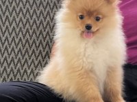 Pomeranian boo köpeğimiz