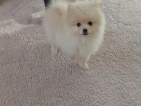Pomeranian bebiş