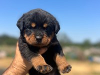 Anne Baba Şecereli Rottweiler Yavrular