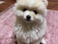 Ayı Surat Pomeranian Boo