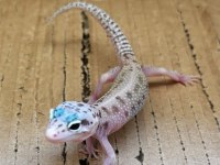 Her morph leopard gecko