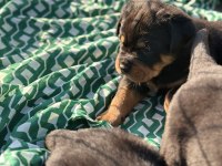 Türkiyenin Göz Bebeği Diana Rottweiler Bebekleri