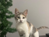 6 AYLIK SAĞLIKLI OYUN CANLISI DİŞİ ACİL KEDİMİZ