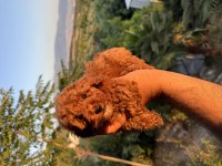 RED BROWN ERKEK DİŞİ GARANTİLİ TOY POODLE