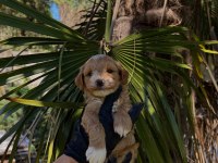 EŞSİZ ÇİFT PİGMENT RENK PREMİUM POODLE BABY