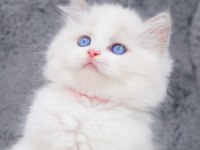 İpeksi tüylü Silver British Longhair 