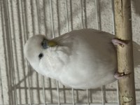 BEYAZ MUHABBET KUŞU DF JUMBO