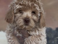 Özel Maltipoo Yavruları