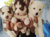 Yakışıklı Husky yavrular