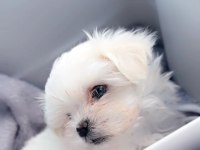 SAFKAN MALTESE YAVRU