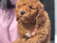 MİNİ BOY TOY POODLE KIZIMIZ