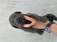 DEV Blue cane corso bebekler
