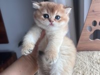 ÖZEL CİNS BRİTİSH GOLDEN ÜCRETSİZ DEĞİLDİR