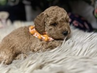 40 günlük toy poodle yavruları