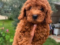 Poodle Bebekler