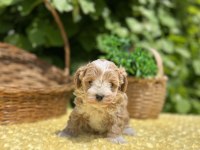 Sevimli Dost Canlısı Maltipoo Yavrular