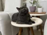 British shorthair kedimiz gümüş