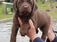 ÜRETİCİDEN A PLUS KALİTE LABRADOR YAVRULAR