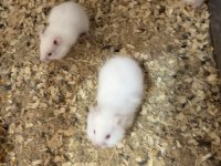 Yavru yetişkin Suriye hamsterı