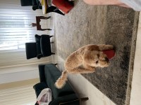 Yedi aylık toy poodle