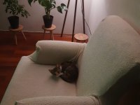 4 AYLIK KEDİMİZ YENİ EVİNİ ARIYOR