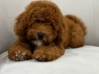 Wc Eğitimli Aşıları Tam Dişi Toy Poodle Yavrumuz