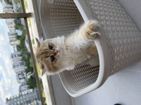 British Longhair Golden
