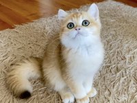 Safkan British Shorthair Golden Erkek Yavru
