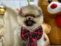 3 aylık dişi show class pomeranian yavrumuz