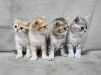 Orijinal Saf Kan Irk Sevimli Yavrular