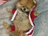Pomeranian bebekler hazır