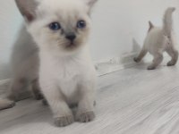 Safkan blue point british shorthair