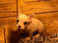 5 Aralık doğumlu Erkek Fransız bulldog teslime hazır