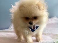 Orjinal ırk garantili pomeranian boo Antalya