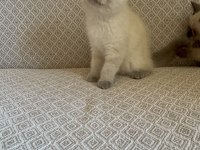 Scottish fold ve british shorthair yavrularımız
