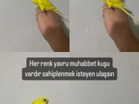 Yavru ele alışık muhabbet kuşları parlak renk