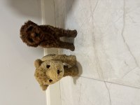 Kore Kan Teacup Poodle Dişi / Erkek 850 gram 2 buçuk aylık