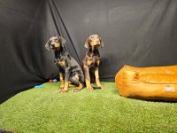 Club K9 Güvencesiyle Güçlü Ve Sadık Doberman Yavruları