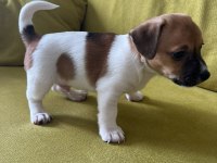 Jack Russell