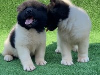 AMERİKAN AKİTA INU YAVRULARI