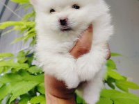 Pomeranian yavruları